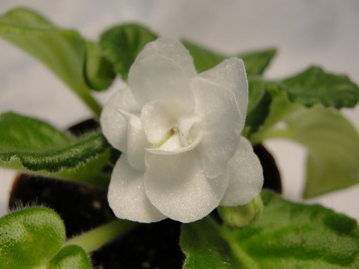Jersey Snow Drops - 03-African violets