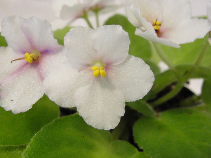 Jolly Maiden - 03-African violets
