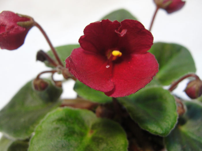 Jolly Mars - 03-African violets