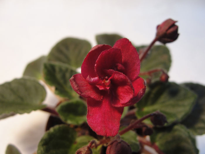 Jolly Texan - 03-African violets