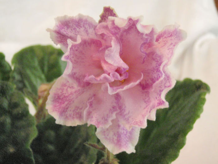 Kings Ransome - 03-African violets