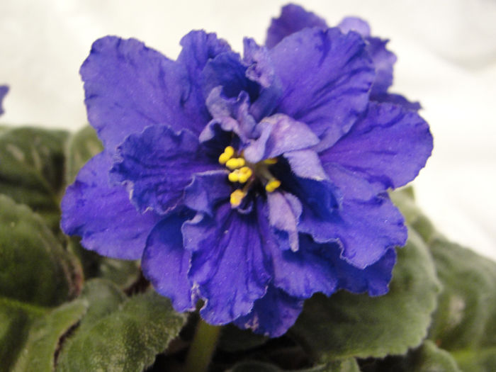 Knight in Tiger's Fell (Vityaz' v Tigrovoi Shkure)