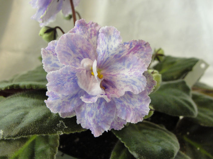 Kristi s Spunk - 03-African violets