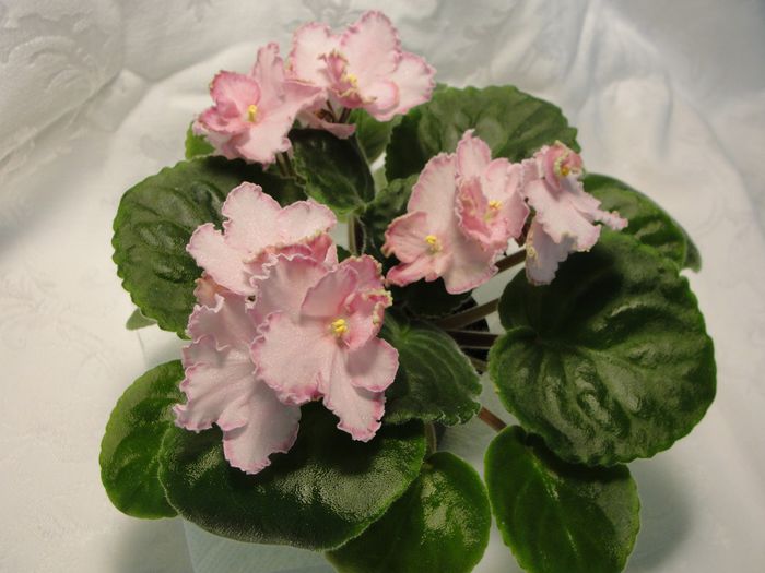 LE Panochka - 03-African violets