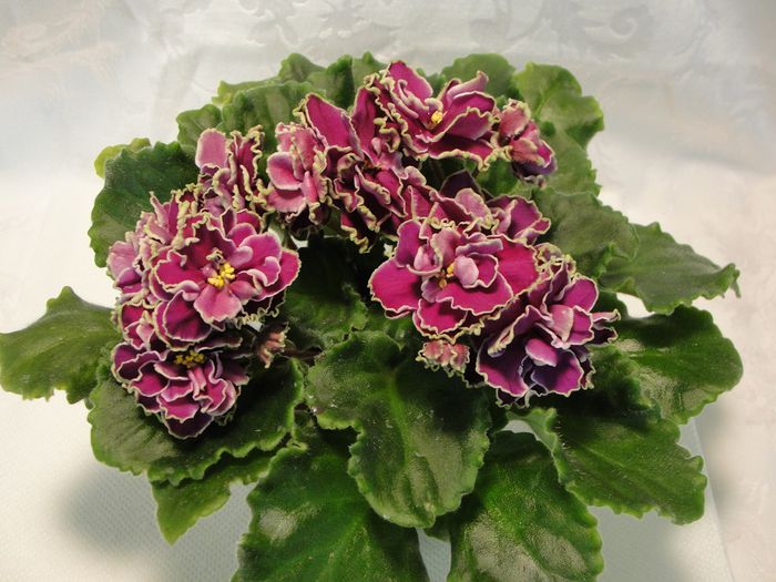 LE-Chato Brion - 03-African violets