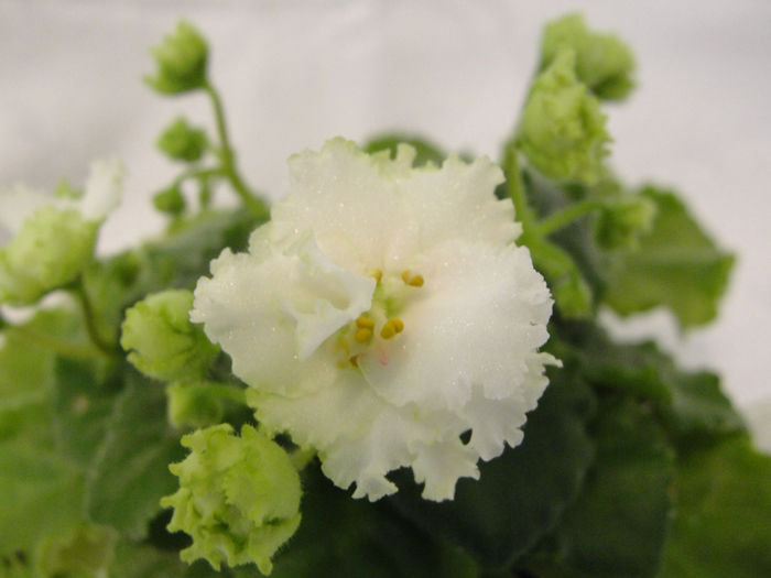 Lil Glimpse O Spring