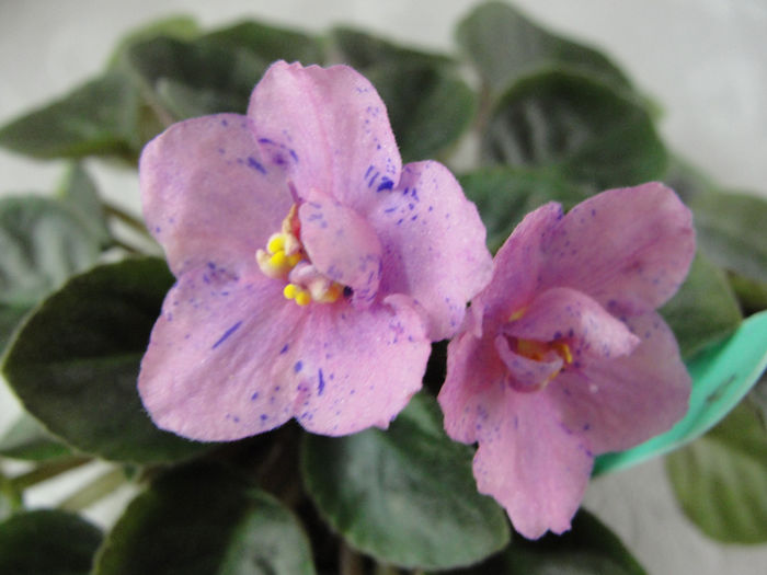little chatter box - 03-African violets