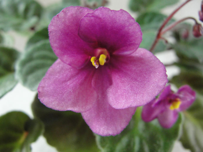 Little Julie - 03-African violets