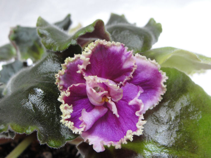 Mystic Mermaid (Misticheskaia Rusalka) - 03-African violets