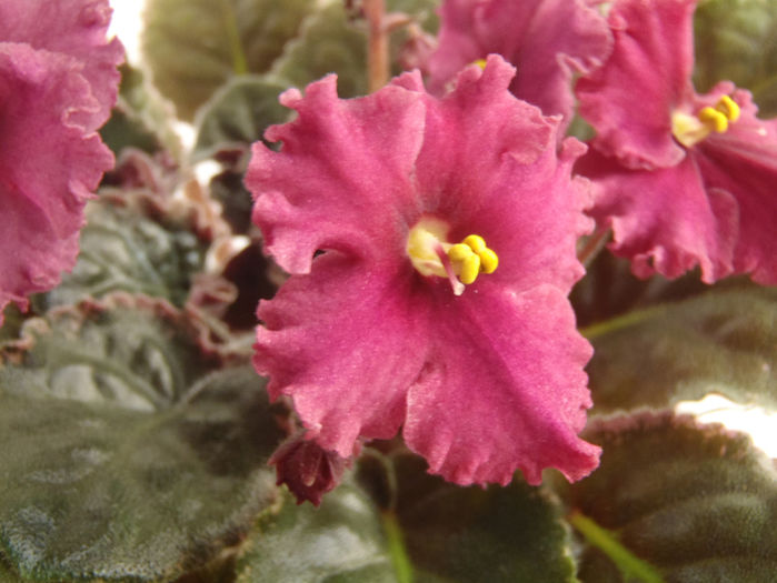 Ma s Almost Autumn - 03-African violets