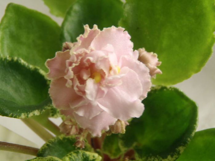 Ma s Corsage - 03-African violets