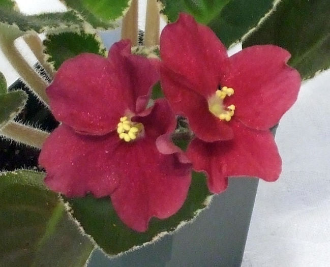 Ma s Crime Scene - 03-African violets