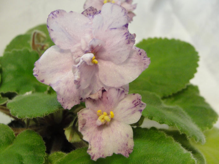 Ma s Prince Froggie - 03-African violets