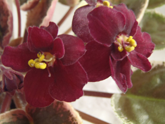 Ma s Stewed Tomato - 03-African violets