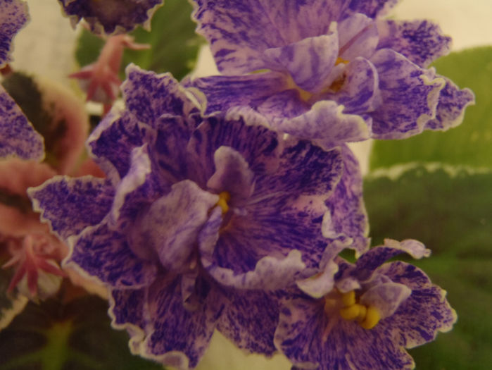 Ma s Taffy Swirl - 03-African violets