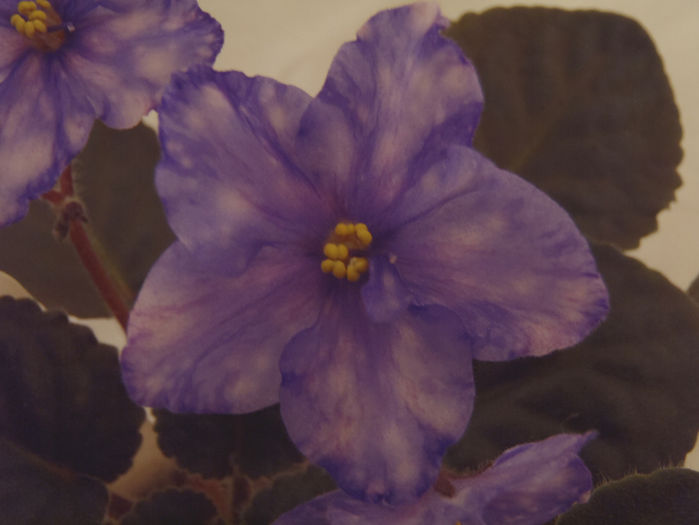 Ma s Toxic Spill - 03-African violets