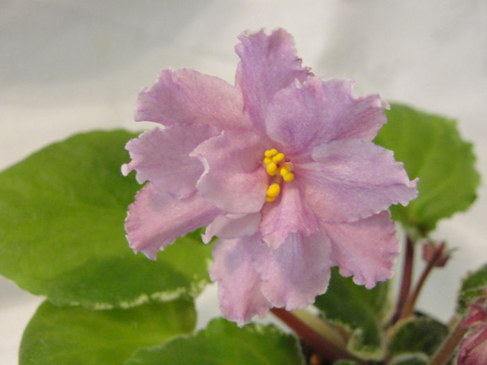 Ma s Wedding Day - 03-African violets