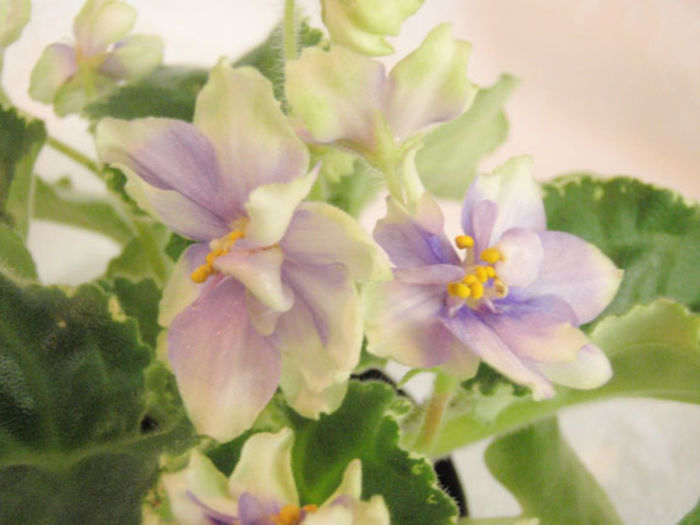 Ma s winter moon - 03-African violets