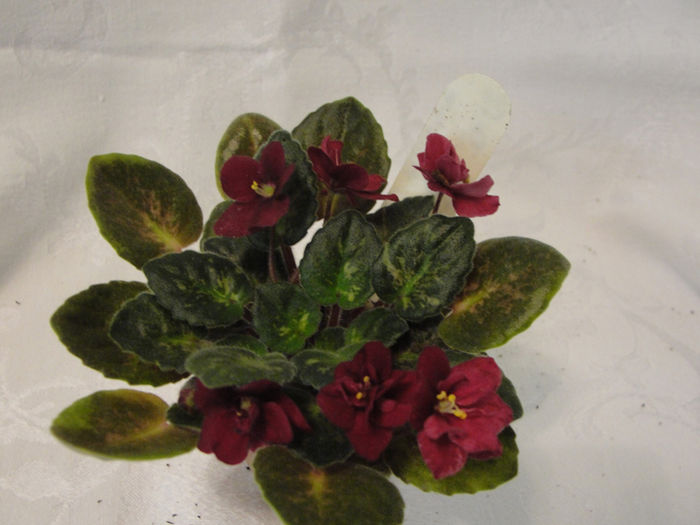 Mac s Just Jeff - 03-African violets