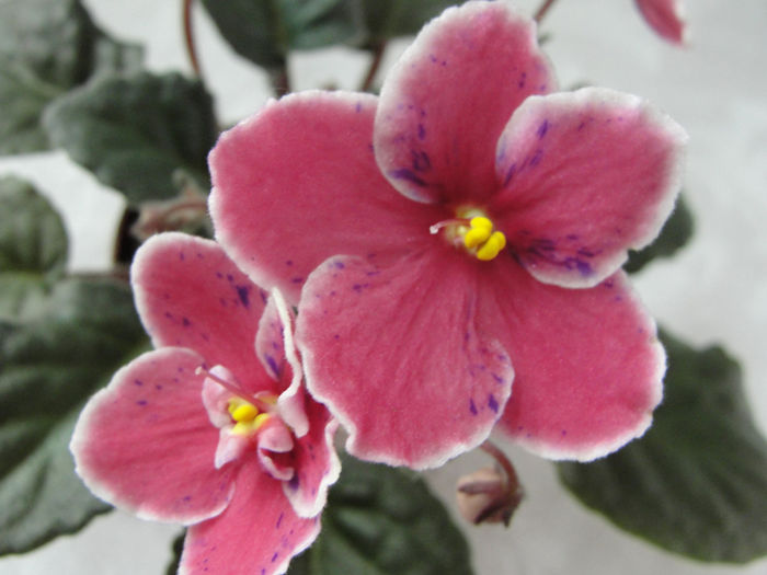 Macs Carnival Clown - 03-African violets