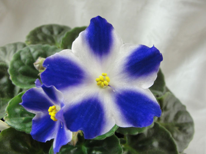 Marina - 03-African violets