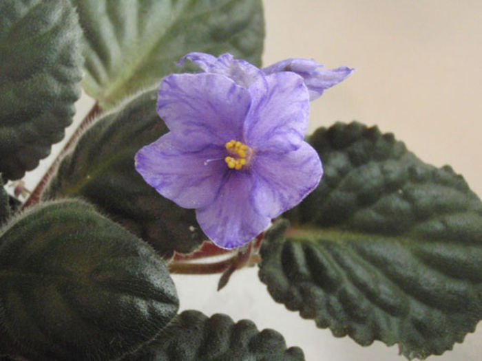 Mas Flammable Water - 03-African violets