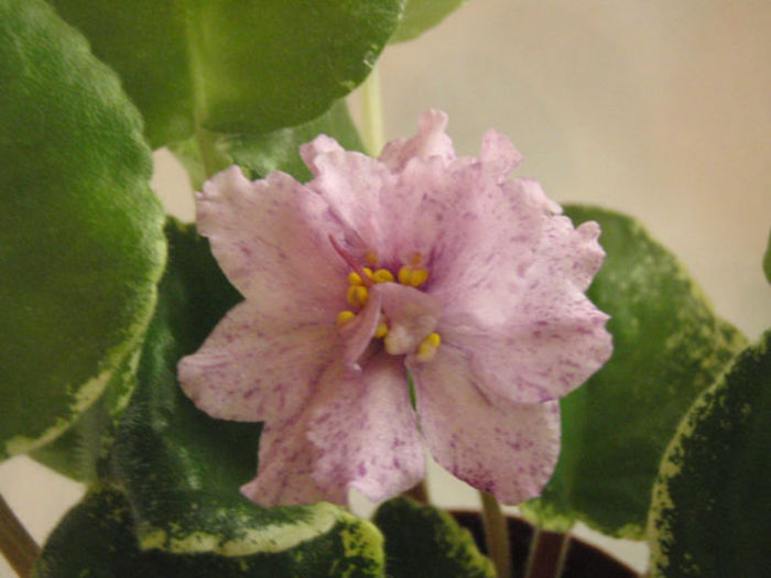 Mas Fruit Smoothie - 03-African violets