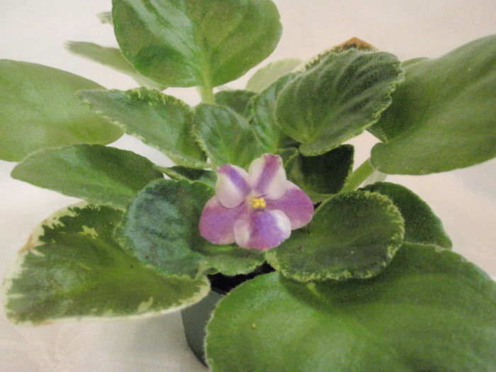 Mas Jubilee Chimera - 03-African violets