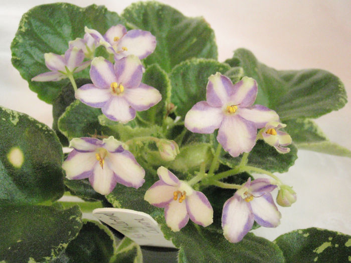 Mas King Carnival Chimera - 03-African violets