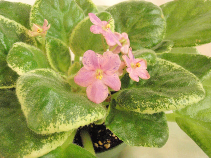 Mas Party Music Chimera - 03-African violets
