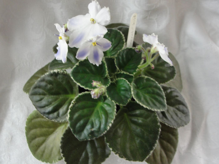 Mas Secret Child - 03-African violets