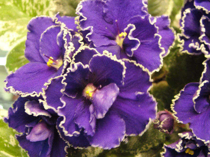 Midnight Romance - 03-African violets