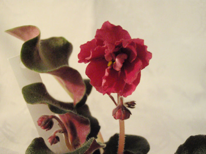 Midnight Sun - 03-African violets