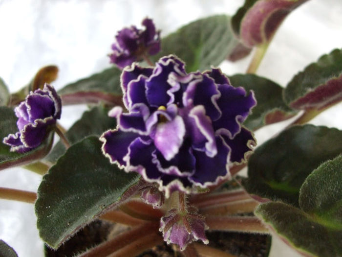 Midnight Wave - 03-African violets