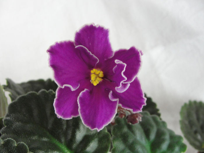 Mikado Red - 03-African violets