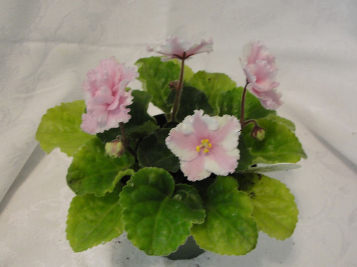 Moonlight Waves Chimera - 03-African violets