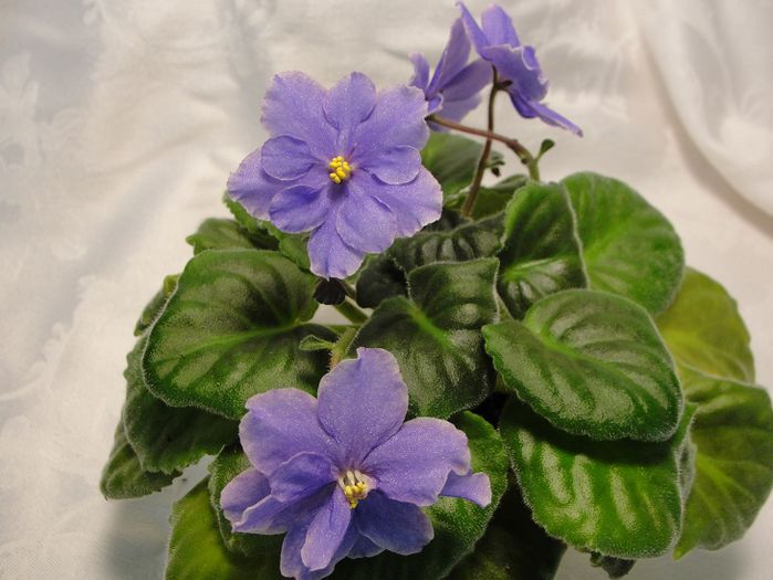 Moonlit Waters - 03-African violets