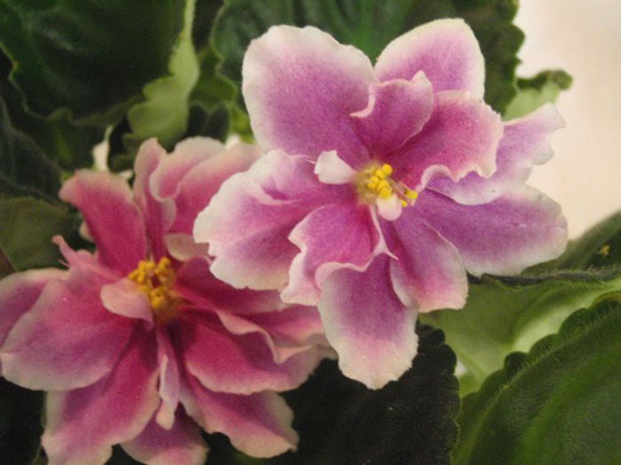 Music Box Dancer - 03-African violets