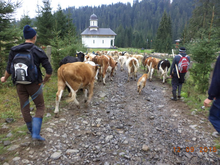 Ajungem la manastire-99 - COBORATUL DE LA STANA-DEALUL-ALB-2015