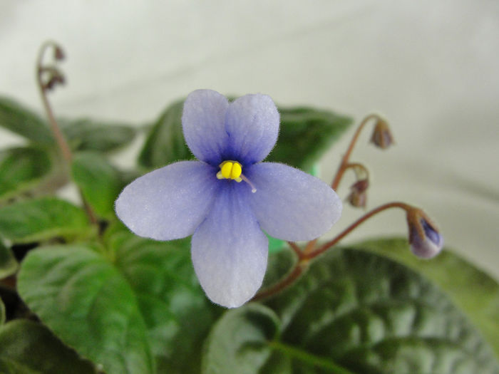 Neptune - 03-African violets