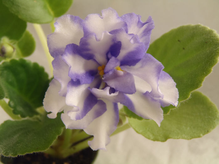 Neptune s Thunder Chimera - 03-African violets