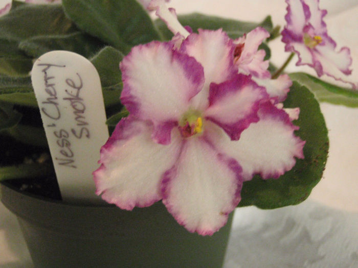 ness cherry smoke - 03-African violets