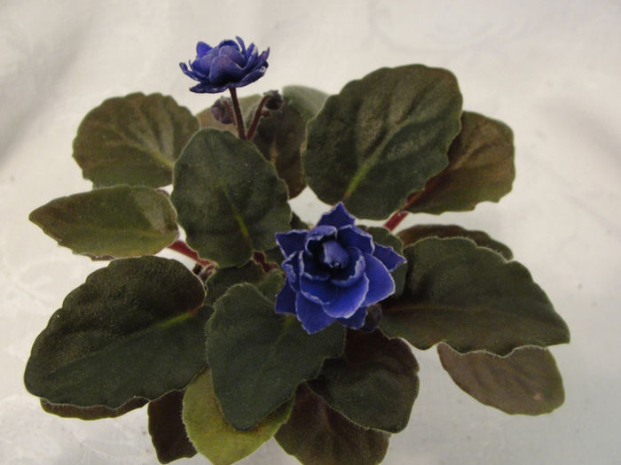 Ness Crinkle Blue - 03-African violets