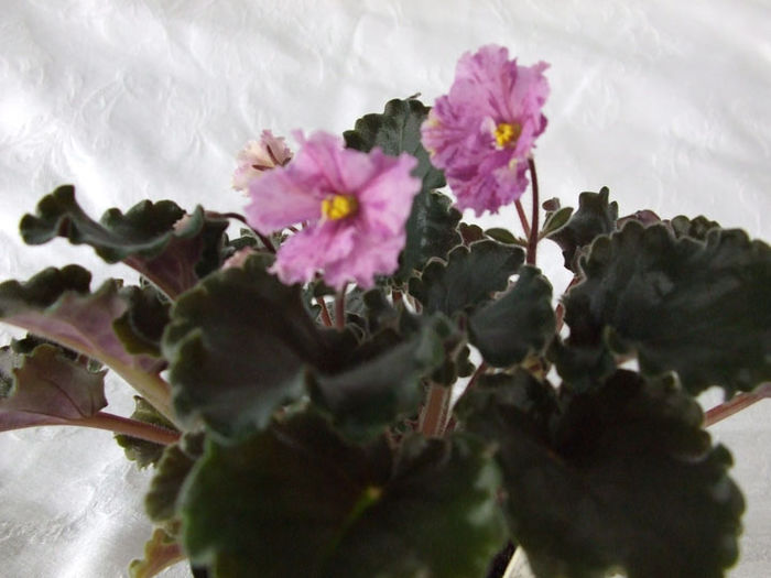 Ness Fantasy Gold - 03-African violets