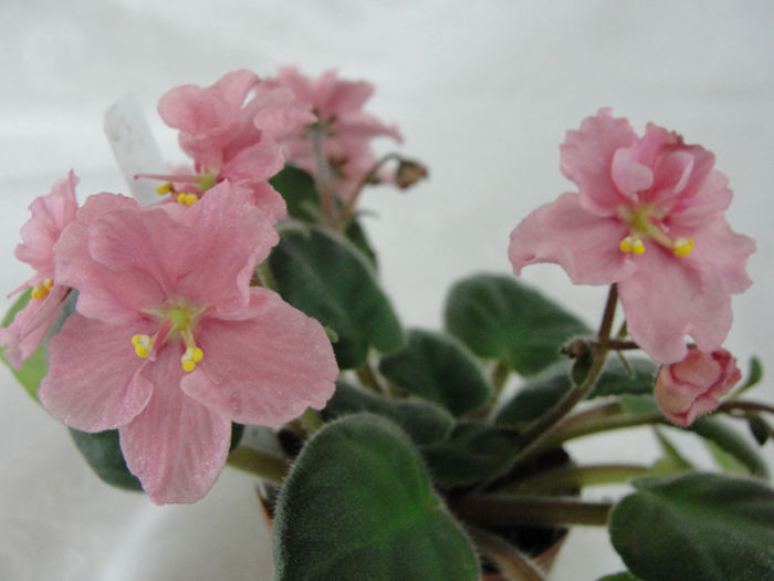 Ness Sheer Peach - 03-African violets