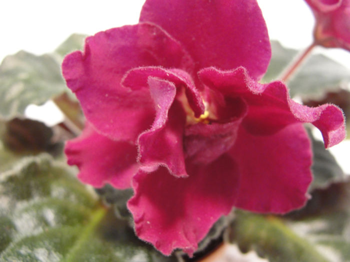 Ness Too Much Pizazz - 03-African violets