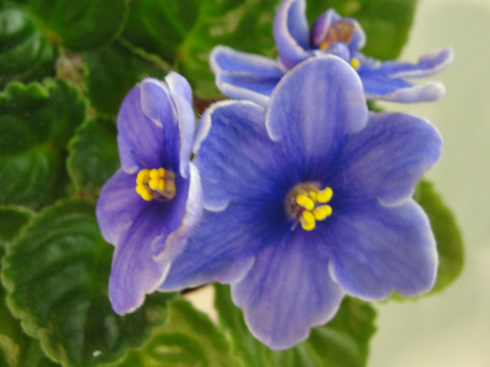 Newtowns Beaumont Bluster - 03-African violets