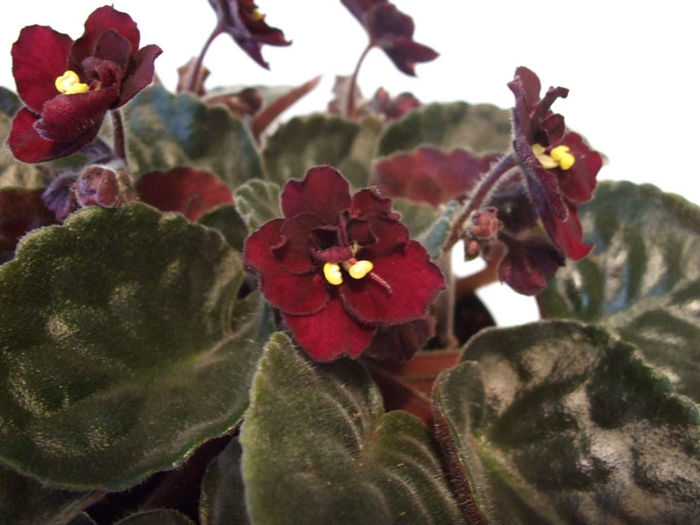 Night Fever - 03-African violets