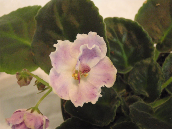 Old Man and Sky (Starik E Nebo) - 03-African violets