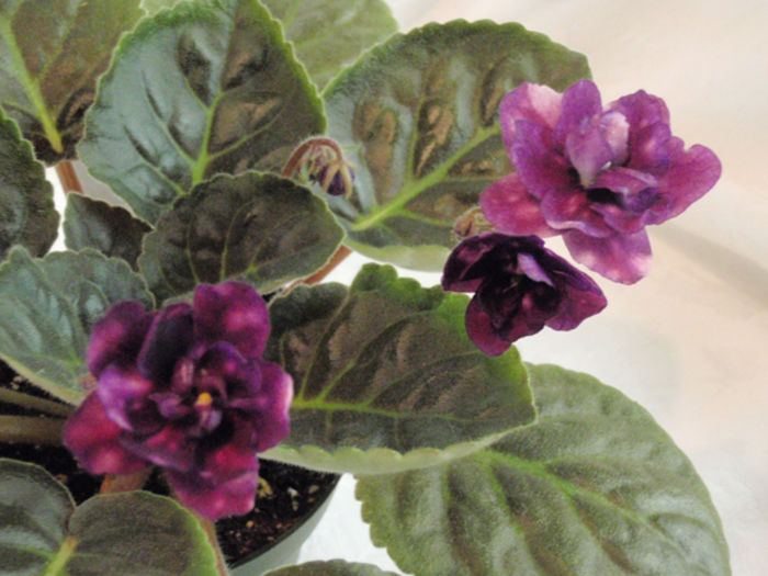Optical Illusion - 03-African violets